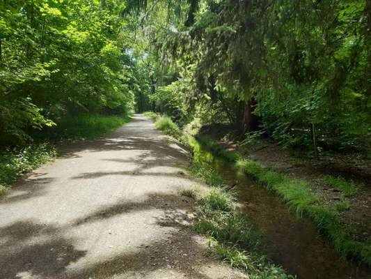 Hundeauslaufgebiet-Hartmannshofer Park-Bild