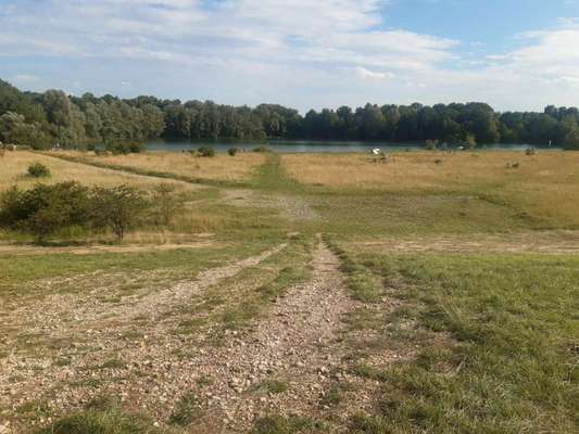 Hundeauslaufgebiet-Mallertshofer See-Bild