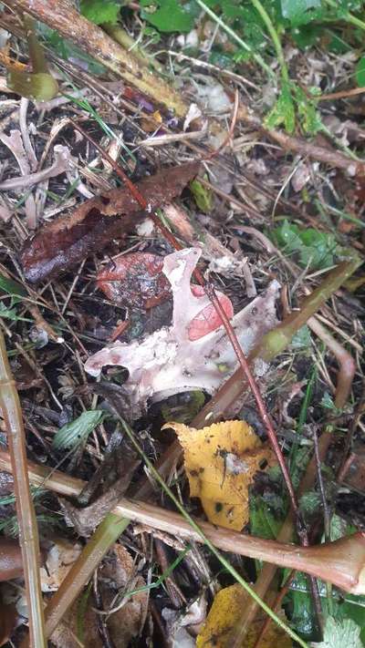 Giftköder-Gekochtes Huhn mit Knochen-Bild