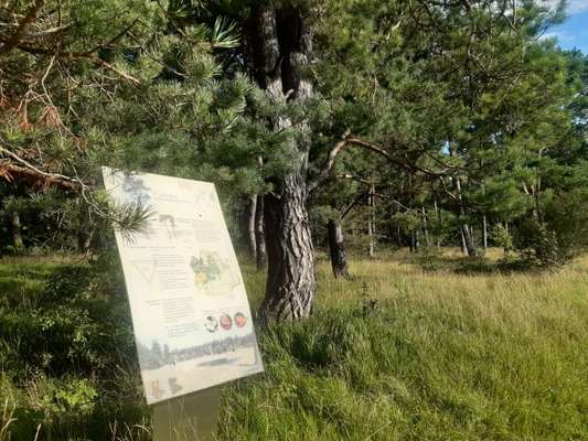 Hundeauslaufgebiet-Mallertshofer Forst-Bild