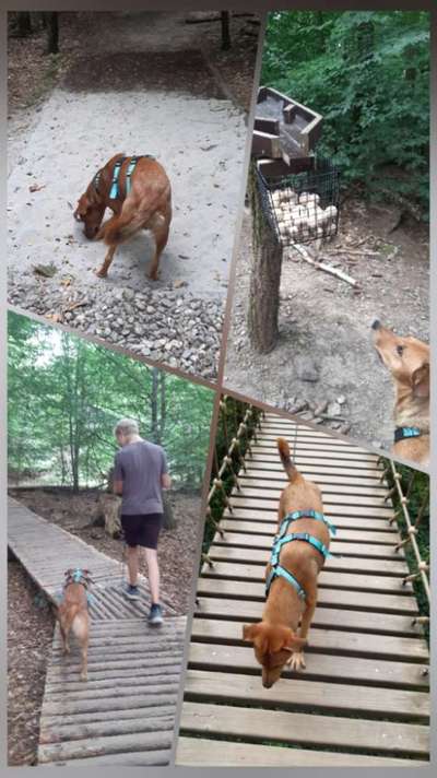 Hundeauslaufgebiet-Erlebnispfad Binger Wald-Bild