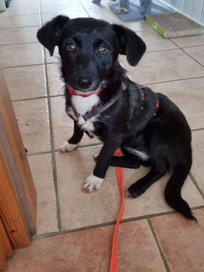 Auslandstierschutz-Beitrag-Bild