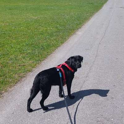 Hundetreffen-Suche gelegentlich Urlaubs- oder Wochenendsbetreuung für unser liebe Labradorhündin-Bild