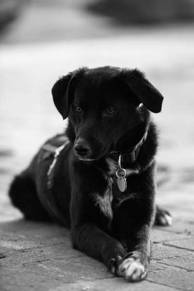 Foto-Challenge 76: Foto in Schwarz-Weiss-Beitrag-Bild