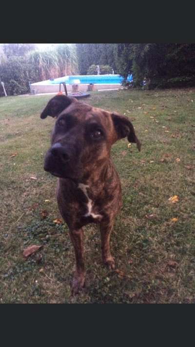 Die Dogorama Kalender Challenge 4/4-Beitrag-Bild