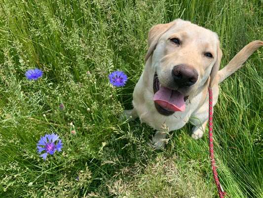 Die Dogorama Monats Challenge "Es grünt und blüht"-Beitrag-Bild