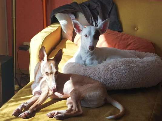 Wie kamst du zu deinem Hund?-Beitrag-Bild