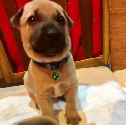 Welpen Bilder !-Beitrag-Bild