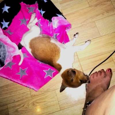 Welpen Bilder !-Beitrag-Bild