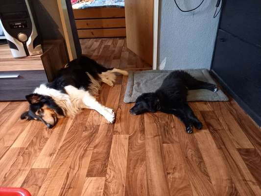 Mehrere Hunde zuhause !-Beitrag-Bild