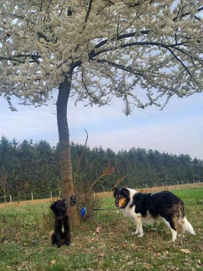 Challenge 23 : "  Euer Hund beim Frühlingserwachen "-Beitrag-Bild