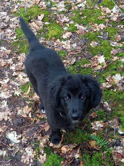 Challenge 23 : "  Euer Hund beim Frühlingserwachen "-Beitrag-Bild