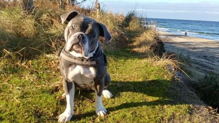 Olde English Bulldogge-Beitrag-Bild
