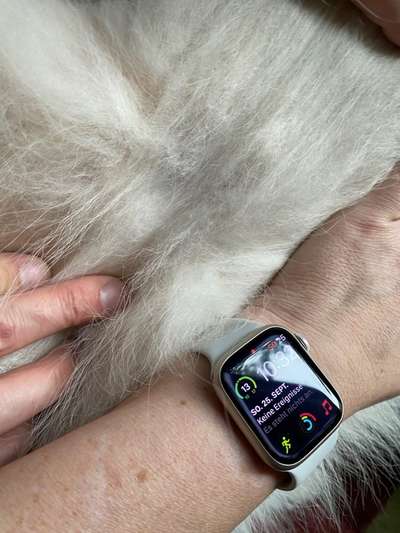 Samojede - Fellpflege-Beitrag-Bild