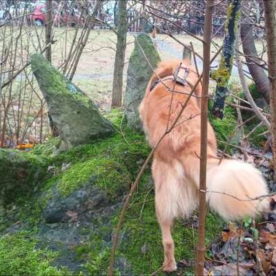 Hundetreffen-Privates Mantrailing-Treffen-Bild