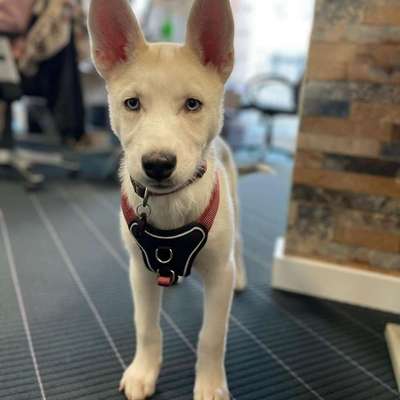 Hundetreffen-Gassi-Runde-Bild