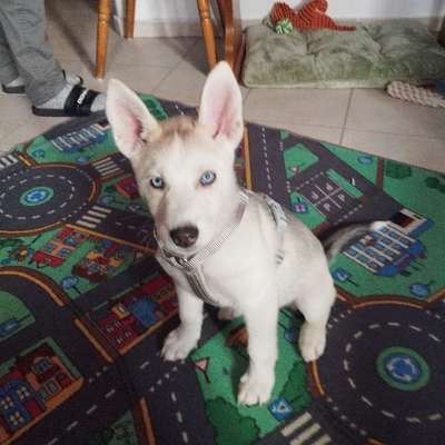 Hundetreffen-Gassi-Runde-Bild