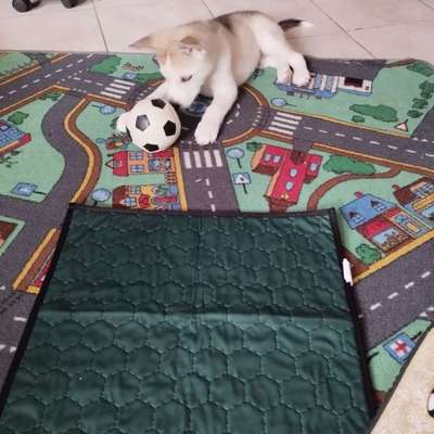 Hundetreffen-Gassi-Runde/Sozialisierung-Bild