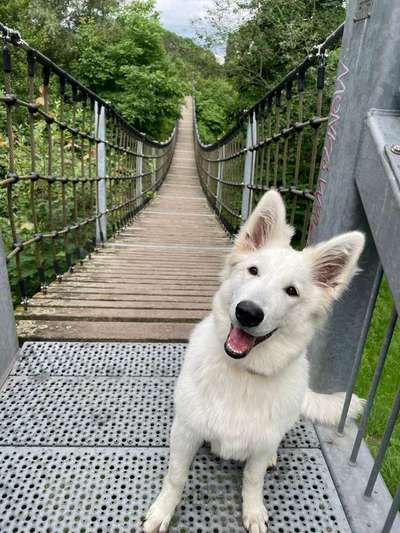 Weißer Schweizer Schäferhund-Beitrag-Bild