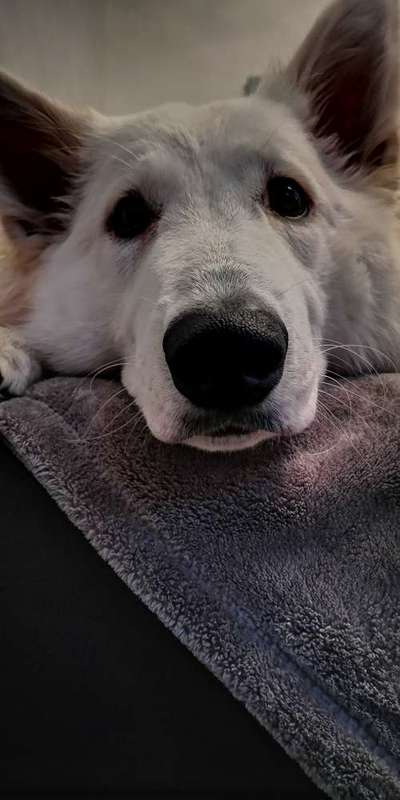 Weißer Schweizer Schäferhund-Beitrag-Bild