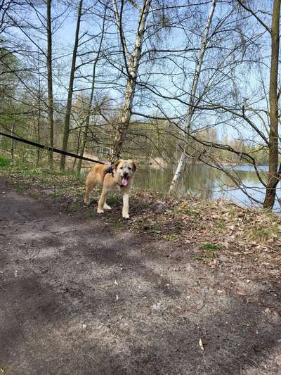 Rumänischer Straßenhund-Beitrag-Bild