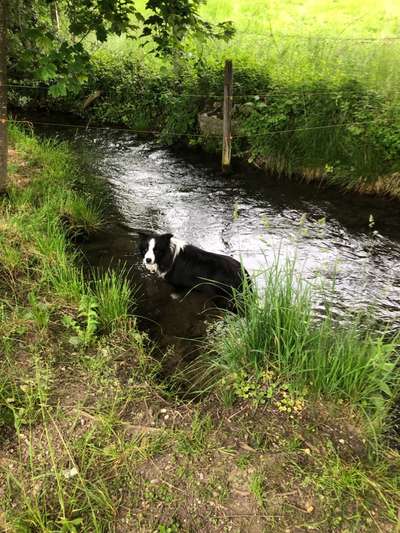 Hundetreffen-Border Collie Hundefreunde-Bild