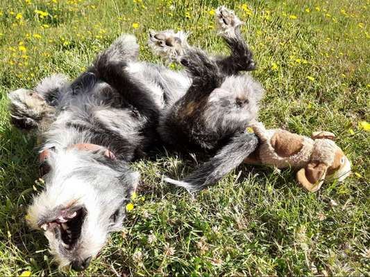 Fotosammlung: ,,Der natürliche Hund" Unbearbeitet, ungestellt und in Natura-Beitrag-Bild