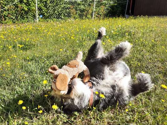 Fotosammlung: ,,Der natürliche Hund" Unbearbeitet, ungestellt und in Natura-Beitrag-Bild
