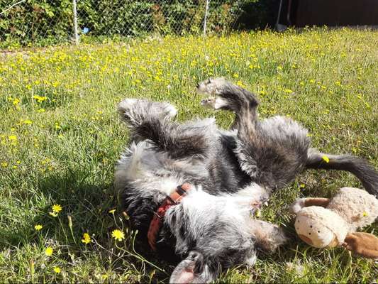 Fotosammlung: ,,Der natürliche Hund" Unbearbeitet, ungestellt und in Natura-Beitrag-Bild