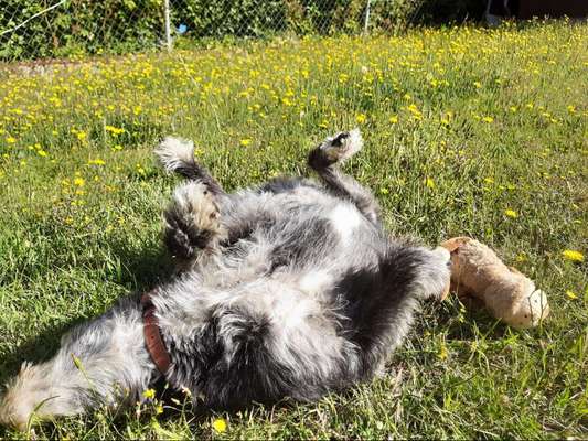 Fotosammlung: ,,Der natürliche Hund" Unbearbeitet, ungestellt und in Natura-Beitrag-Bild