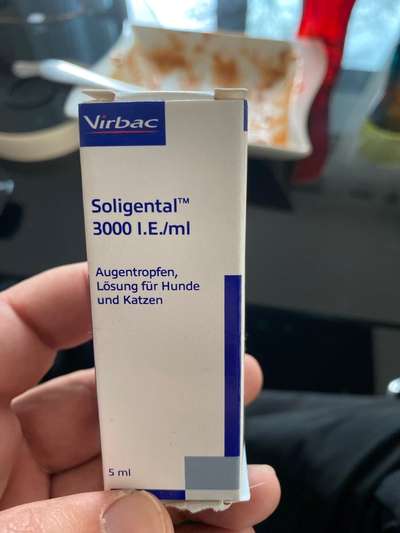 Bindehautentzündung bei Paco-Beitrag-Bild