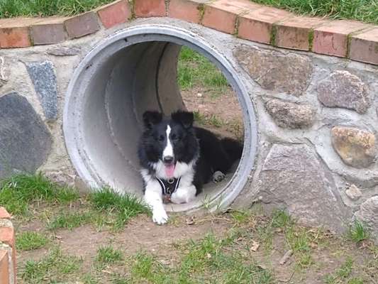 Shelties-Beitrag-Bild