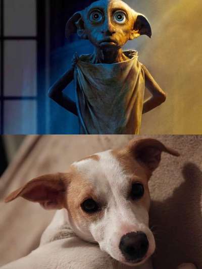 Spitzname(n) Deines Hundes-Beitrag-Bild