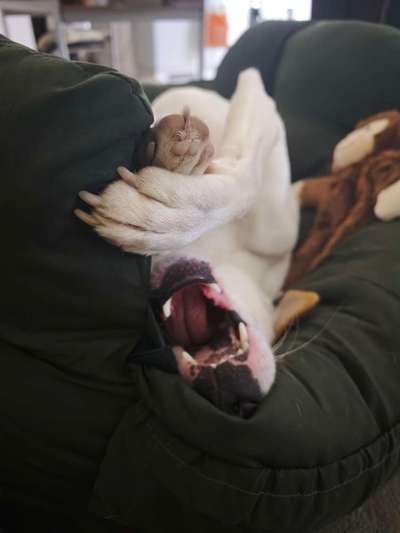 Spitzname(n) Deines Hundes-Beitrag-Bild