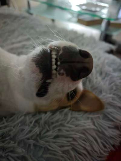 Spitzname(n) Deines Hundes-Beitrag-Bild