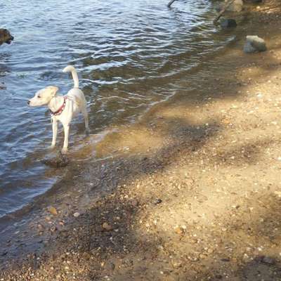 Hundetreffen-Gassi Runde hochheimer Hundewiese-Bild