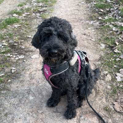 Hundetreffen-Spielfreunde in meiner Größe (10-15kg) 😉😌-Bild