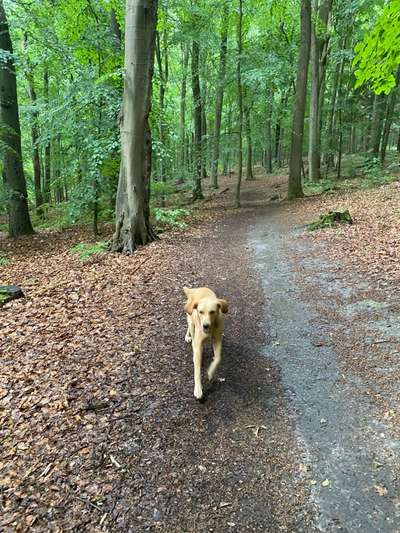 Goldador (Golden-Retriever - Labrador Mix)-Beitrag-Bild