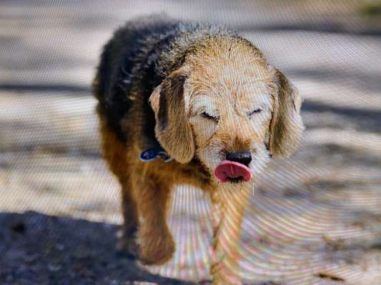Border Terrier-Beitrag-Bild