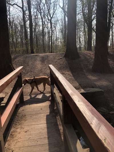 Dogorama Photo Challenge - Brücken-Beitrag-Bild