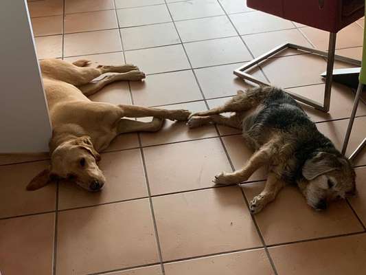 BIG LOVE :) mit 2 Hunden❣️-Beitrag-Bild