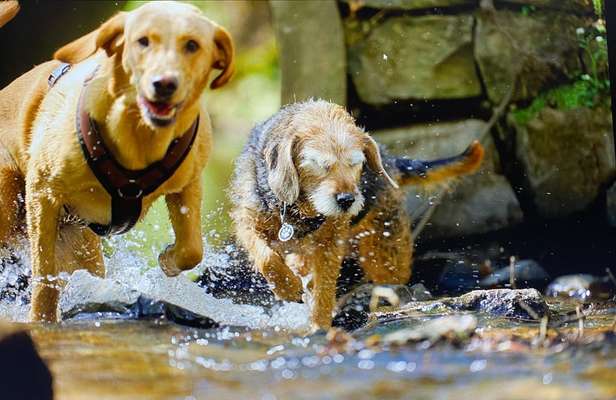 BIG LOVE :) mit 2 Hunden❣️-Beitrag-Bild