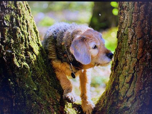 Wald Bild-Beitrag-Bild