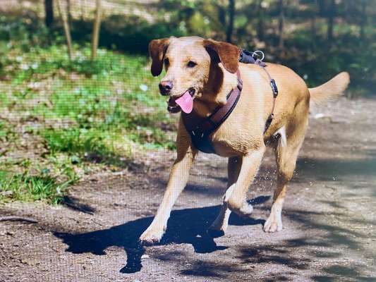 Tongue Out Tuesday-Beitrag-Bild