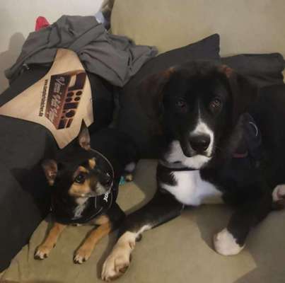 Hundetreffen-Suchen grosse Freunde zum Spielen-Bild