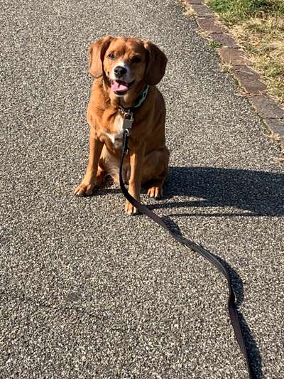 Mischlinge raten - Rätselspaß-Beitrag-Bild