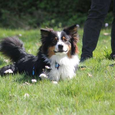 Hundetreffen-Gemeinsame Spaziergänge-Bild