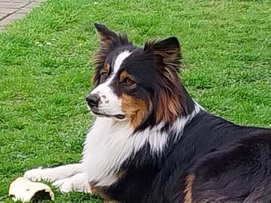 Hundetreffen-Gemeinsame Spaziergänge-Bild