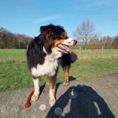 Hundetreffen-Spaziergänge und toben-Bild