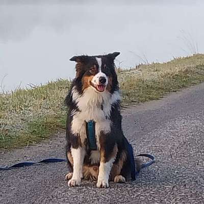 Hundetreffen-Gemeinsame Spaziergänge-Bild